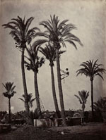Elche (Alicante), palmeras y huertanos, 1870