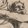 Icono