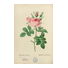 Redouté, Pierre Joseph (1759-1840). «Rosa bifera officinalis. Rossier des parfumeurs»