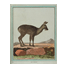 Leclerc, Georges Louis, comte de Buffon (1707-1788) . «Le musc»