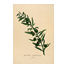 Adrien, C. (fl. ca. 1835). «Olives Verdales» Paris, Pomel J., éditeur, 1835?