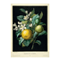 Chirat, Benoit (1795-1870). Según Olimpe Arson «Orange et sa fleur» Paris, chez Chavant, éditeur, ca. 1835
