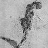 Fantasía, el ahorcado 1890
