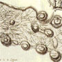 Ecuador. Triangulacion geodésica. 1744