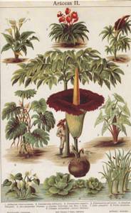 Ilustracion Enciclopedia Espasa