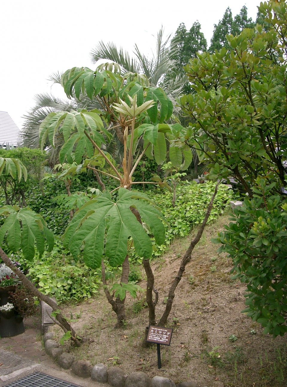 Planta de la tetrapax papyrifer