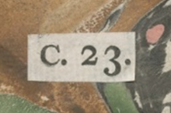 Osuna-C23