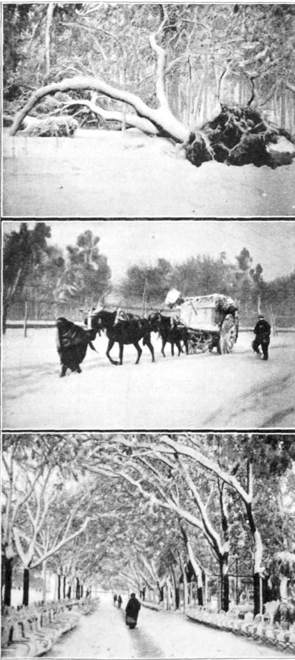 Fotografía de la nevada de 1904