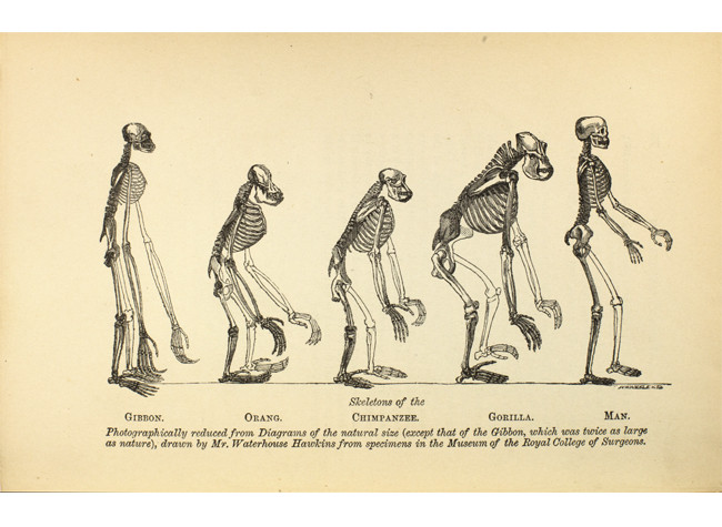 Diagrams of the natural size, Mr. Waterhouse Hawkins. Museo Nacional de Antropología