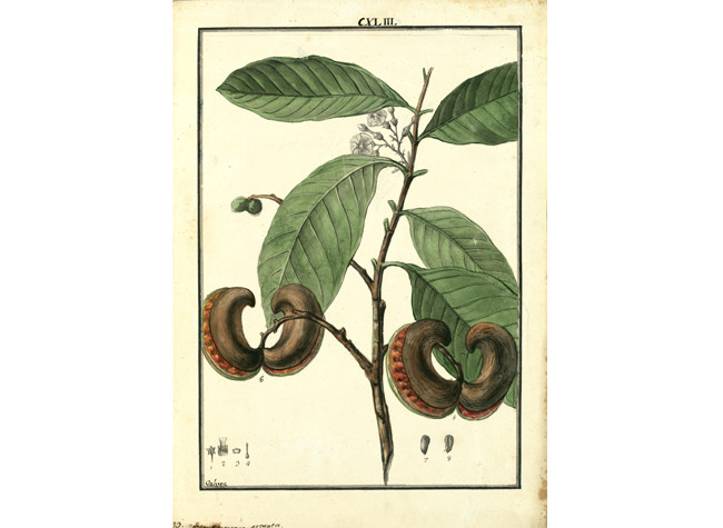 Tabernaemontana arcuata. Dibujo a tinta y acuarela de colores, Isidro Gálvez, 1777-1815. Real Jardín Botánico