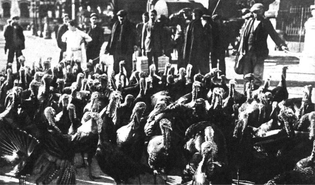 Una manada de pavos por las calles céntricas de Madrid